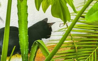 fofa disperso gato vivo lado de fora dentro livre natureza. foto