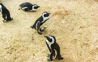 sul africano pinguins colônia do de óculos pinguins pinguim capa cidade. foto