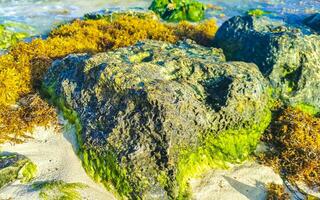 pedras rochas corais com ervas marinhas na água na praia méxico. foto