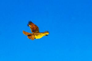 ótimo Kiskadee vôo e jogando às tropical caribe árvore natureza. foto