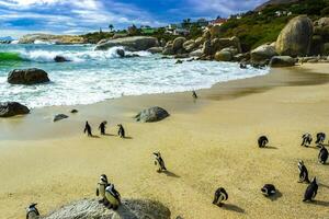 sul africano pinguins colônia do de óculos pinguins pinguim capa cidade. foto