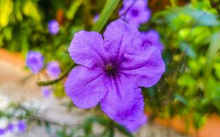 roxa Rosa flor Britânicos selvagem petúnia mexicano bluebell petúnia México. foto