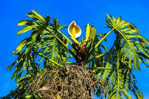 Alto árvores primeiros natureza plantas montanhas e florestas costa rica. foto