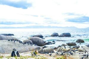 sul africano pinguins colônia do de óculos pinguins pinguim capa cidade. foto