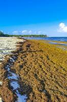 bela praia caribenha totalmente imunda, suja, desagradável, problema de algas, méxico. foto