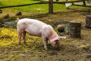 doméstico porcos dentro a cercado jardim zoológico Keukenhof parque Lisse Holanda. foto