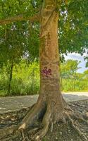 enorme bela sumaúma árvore ceiba com picos no méxico. foto