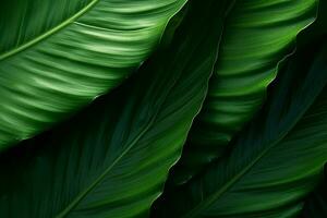 abstrato tropical folhas textura, natureza fundo, tropical folha foto