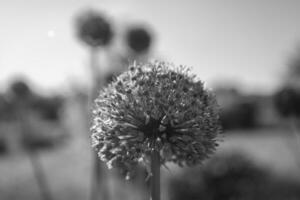 flor de beleza nativa selvagem allium echinops cardo com néctar florescendo em campo foto