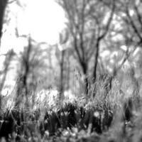 desabrochando folhas verdes flor de grama, natureza viva viva foto