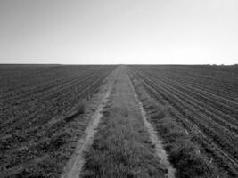 campo arado para batata em solo marrom em campo aberto foto