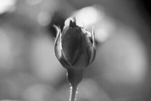 flor de beleza selvagem com néctar florescendo no campo foto