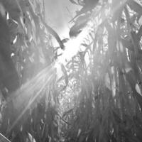 campo de cultivo de trigo em solo marrom em campo aberto foto