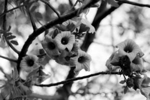 desabrochando linda flor com folhas verdes, vivendo a natureza natural foto