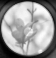 flor de magnólia desabrochando com folhas verdes, vivendo a natureza natural foto
