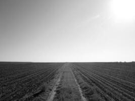 campo arado para batata em solo marrom em campo aberto foto