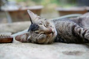 Visão do Vila gato dormindo profundamente foto