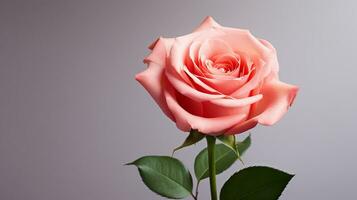 foto do lindo rosa flor isolado em branco fundo. generativo ai
