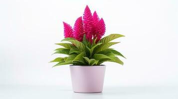 foto do Celosia flor dentro Panela isolado em branco fundo. generativo ai