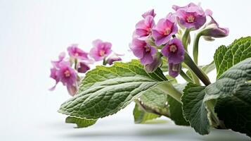 foto do lindo pulmonar flor isolado em branco fundo. generativo ai