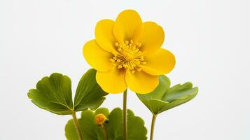 foto do lindo pântano calêndula flor isolado em branco fundo. generativo ai