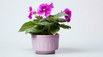 foto do gloxinia flor dentro Panela isolado em branco fundo. generativo ai