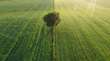 árvore solitária nos campos verdes foto