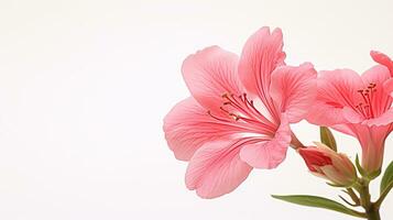 foto do lindo Godetia flor isolado em branco fundo. generativo ai