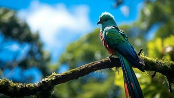 foto do quetzal dentro ther floresta com azul céu. generativo ai