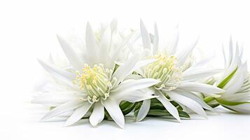foto do lindo edelweiss flor isolado em branco fundo. generativo ai
