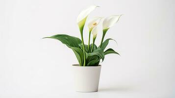 foto do zantedeschia flor dentro Panela isolado em branco fundo. generativo ai