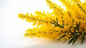 foto do lindo goldenrod flor isolado em branco fundo. generativo ai