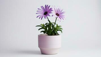 foto do osteospermum flor dentro Panela isolado em branco fundo. generativo ai