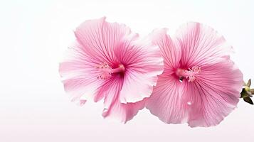 foto do lindo malva-rosa flor isolado em branco fundo. generativo ai