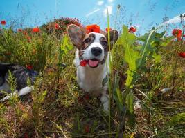 jovem welsh corgi cardigan dog no campo de papoulas frescas. foto