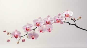 foto do lindo orquídea flor isolado em branco fundo. generativo ai