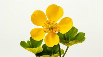 foto do lindo pântano calêndula flor isolado em branco fundo. generativo ai