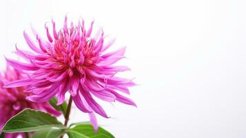 foto do lindo Monarda flor isolado em branco fundo. generativo ai