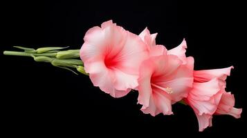 foto do lindo Gladiola flor isolado em branco fundo. generativo ai