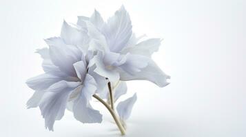 foto do lindo cordeiro orelha flor isolado em branco fundo. generativo ai