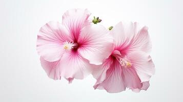 foto do lindo malva-rosa flor isolado em branco fundo. generativo ai
