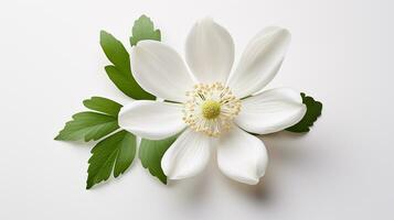 foto do lindo madeira anêmona flor isolado em branco fundo. generativo ai