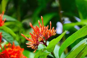 flor ixora vermelha e amarela foto