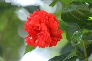 flor de hibisco vermelho no jardim foto