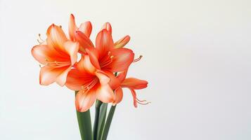 foto do lindo Clivia flor isolado em branco fundo. generativo ai