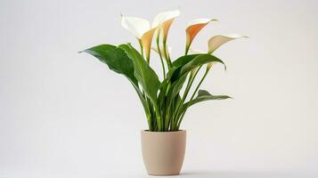 foto do zantedeschia flor dentro Panela isolado em branco fundo. generativo ai