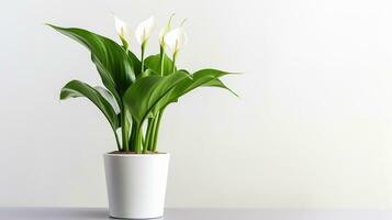 foto do zantedeschia flor dentro Panela isolado em branco fundo. generativo ai