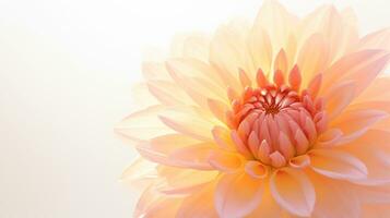 foto do lindo Sol rosa flor isolado em branco fundo. generativo ai