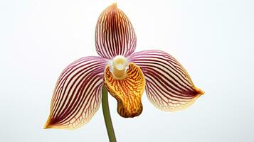 foto do lindo macaco orquídea flor isolado em branco fundo. generativo ai