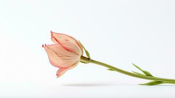 foto do lindo baqueta flor isolado em branco fundo. generativo ai